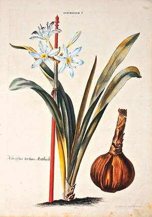 Lot 371, Auction  125, Seligmann, Johann Michael, Pancratium I. Lilio-Narcissus V. Lilio-Narcissus VI. Nürnberg um 1750. - Drei kolorierte Kupferstiche