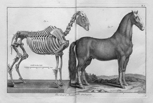 Diderot, Denis und Alembert, Jean-Baptiste de - Hrsg., Encyclopédie méthodique. 145 Bände. Paris, Panckoucke u. a., 1782-1791