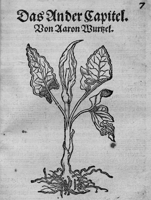 Los 782 - Schnellenberg, Tarquinius - Experimenta. Von XX. Pestilenz Wurzeln und Kreutern. Frankfurt, Hermann Gülfferich, 1552 - 0 - thumb