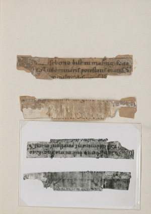 Notker Labeo, Psalm 88, 10. Winziges Fragmentstück einer lateinischen Handschrift auf Pergament. Deutschland 11. Jahrhundert