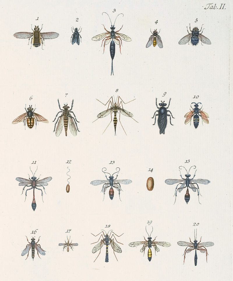 Lot 363, Auction  125, Kob, Johann Andreas, Die wahre Ursache der Baumtrockniß der Nadelwälder. Erlangen, J. J. Palm, 1793.