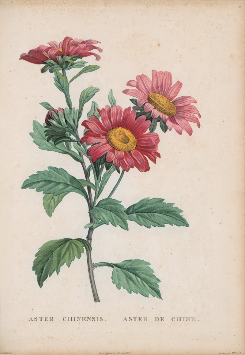 Lot 370, Auction  125, Rousseau, Jean Jacques, La Botanique. Mit 65 kolorierten Kupfertafeln nach P. J. Redouté. Paris, Baudouin, 1821
