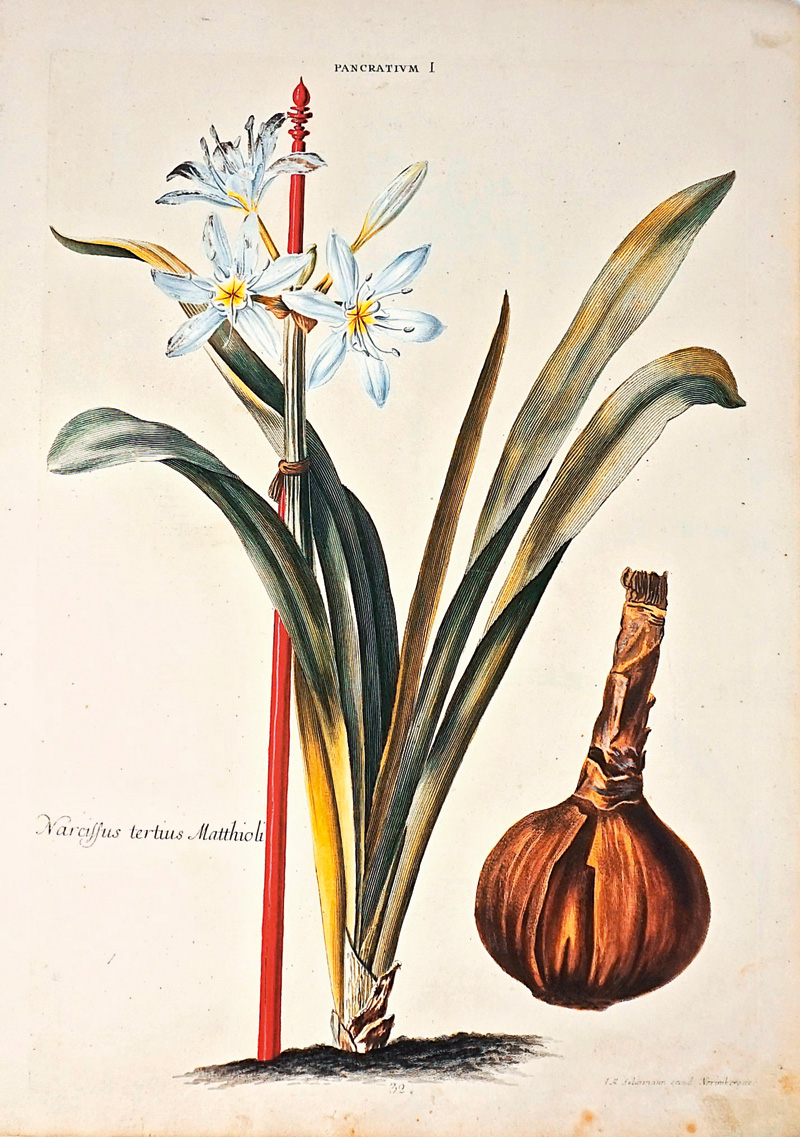 Lot 371, Auction  125, Seligmann, Johann Michael, Pancratium I. Lilio-Narcissus V. Lilio-Narcissus VI. Nürnberg um 1750. - Drei kolorierte Kupferstiche