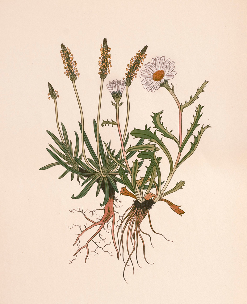 Lot 3417, Auction  125, Weisz, Joseph, Blumen der Alpen. 4 Bände. Leipzig, Insel, 1960-1963. - 200 Exemplare