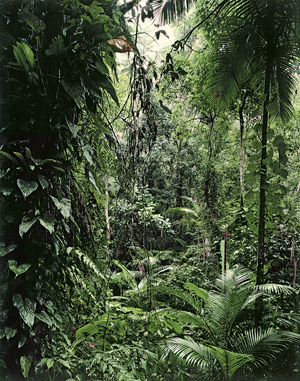 Lot 4231, Auction  126, Struth, Thomas, "Paradies" series