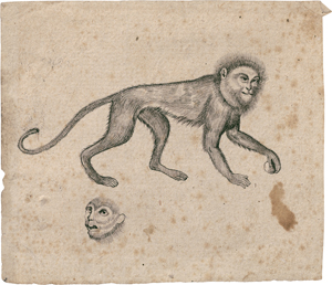 Los 6500 - Nordeuropäisch - wohl 16. Jh. Studienblatt mit Meerkatze - 0 - thumb