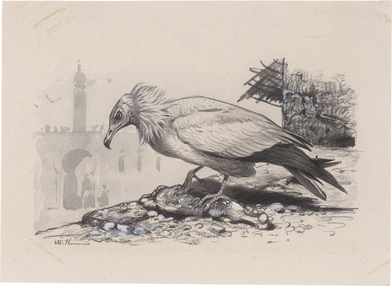 Lot 6761, Auction  126, Kuhnert, Wilhelm, Schmutzgeier (Neophron percnopterus) mit Aas vor einem nordafrikanischen Stadttor
