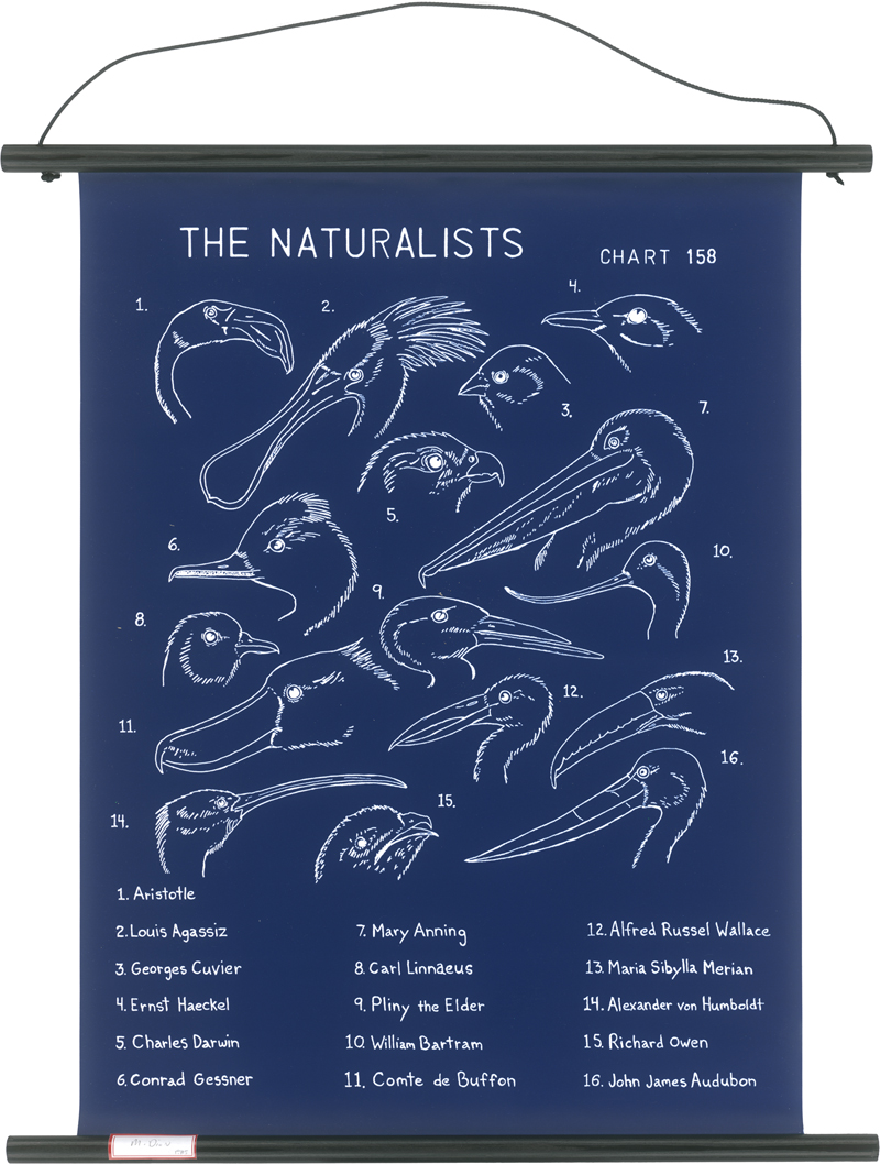 Lot 8087, Auction 126, Dion, Mark, The Naturalists