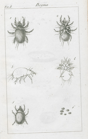 Lot 301, Auction  127, Birago, Carlo, Metodo facile, economico e spedito di guarive la Rogna