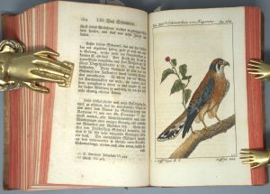 Los 348 - Buffon, Georges Louis Leclerc Comte de - Naturgeschichte der vierfüßigen Thiere [und:] Vögel.  - 5 - thumb