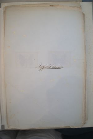 Los 362 - Spätbiedermeierliche Sammlung von ca. 135  aquarellierten Naturselbstdrucken - von verschiedenen Schmetterlingen und Motten - 13 - thumb