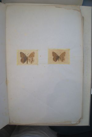 Los 362 - Spätbiedermeierliche Sammlung von ca. 135  aquarellierten Naturselbstdrucken - von verschiedenen Schmetterlingen und Motten - 14 - thumb