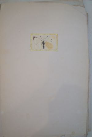 Los 362 - Spätbiedermeierliche Sammlung von ca. 135  aquarellierten Naturselbstdrucken - von verschiedenen Schmetterlingen und Motten - 16 - thumb