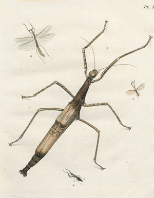 Lot 363, Auction  127, Stoll, Caspar, Natuurlyke Afbeeldingen en Beschryvingen der Spooken. Amsterdam, J. C. Sepp, 1787