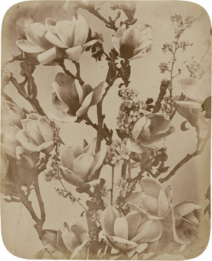 Lot 4028, Auction  127, Braun, Adolphe, Magnolia
