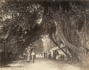 Los 4040 - Ceylon - Views of Ceylon - 2 - thumb