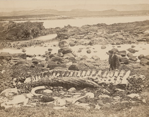 Los 4084 - Kerguelen Islands - Expedition to the Kerguelen Islands aboard the S.M.S Gazelle - 3 - thumb