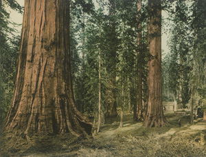 Los 4100 - Photochromes - Views of the United States - 4 - thumb