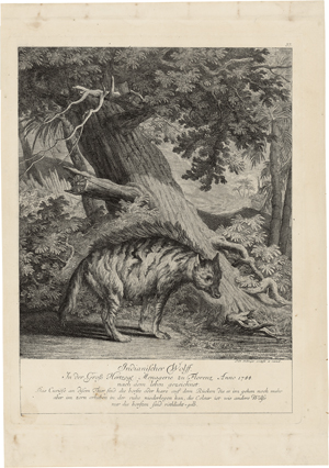 Lot 5630, Auction  127, Ridinger, Johann Elias, Indianischer Wolf