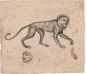 Lot 6303, Auction  127, Nordeuropäisch, wohl 16. Jh. Studienblatt mit Meerkatze