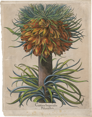 Lot 6304, Auction  127, Besler, Basilius, Corona Imperialis Polyanthos