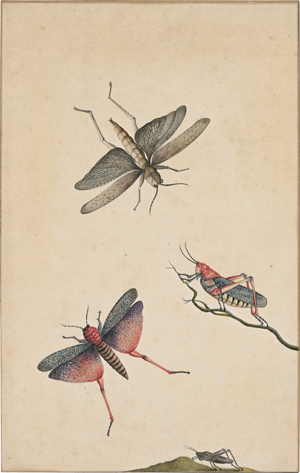 Lot 6336, Auction  127, Niederländisch, um 1700. Studienblatt mit der afrikanischen Seidenpflanzenheuschrecke