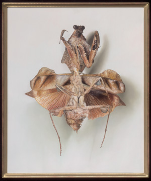 Los 6391 - Fairnington, Mark - Specimen 3 (Gottesanbeterin frontal) - 1 - thumb