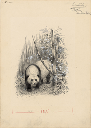 Lot 6412, Auction  127, Kuhnert, Wilhelm, Pandabär im Bambuswald
