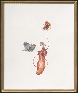Los 6460 - Fairnington, Mark - Rotohramadine (Stagonopleura oculata), Orchidee (Stanhopea tigrina) und Kannenpflanze (Nepenthes) - 1 - thumb