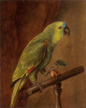 Lot 6461, Auction  127, Österreichisch, 19. Jh. Amazonenpapagei mit einer Frucht