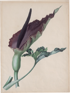 Lot 6466, Auction  127, Blaschek, Franz, Studienblatt mit der Gemeinen Drachenwurz