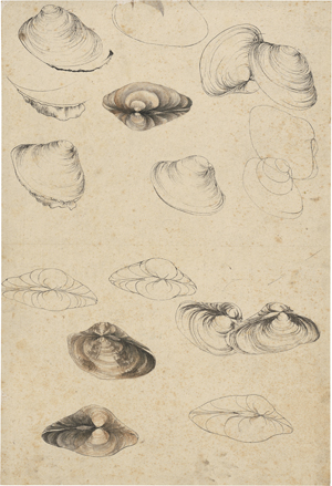 Lot 6603, Auction  127, Französisch, 19. Jh. . Studienblatt mit Venusmuscheln