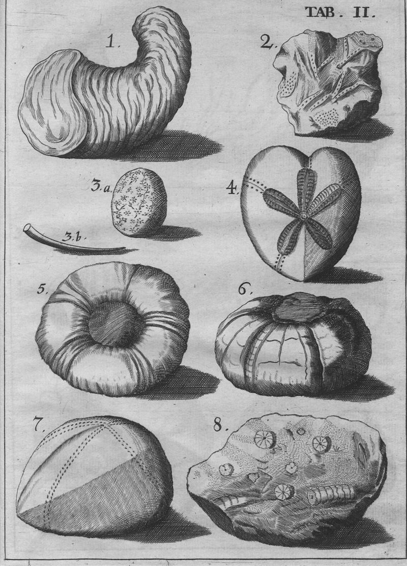 Lot 340, Auction  127, Melle, Jacob von, De Lapidibus Figuratis Agri Litorisque Lubecensis