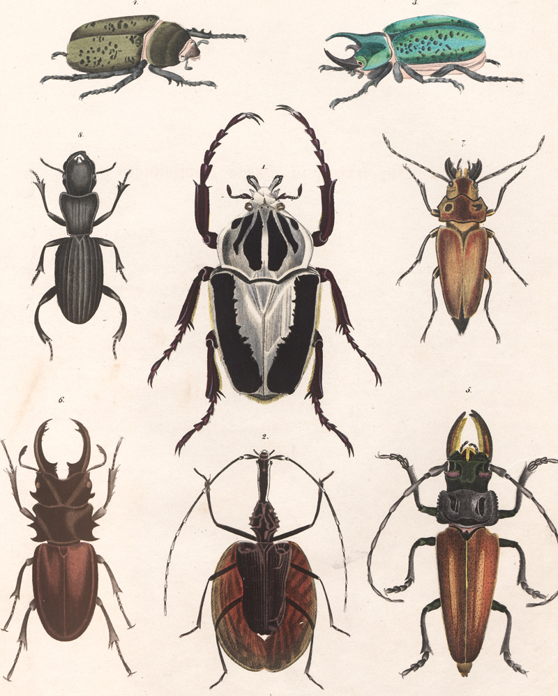 Lot 357, Auction  127, Oken, Lorenz, Allgemeine Naturgeschichte für alle Stände. Atlasband 