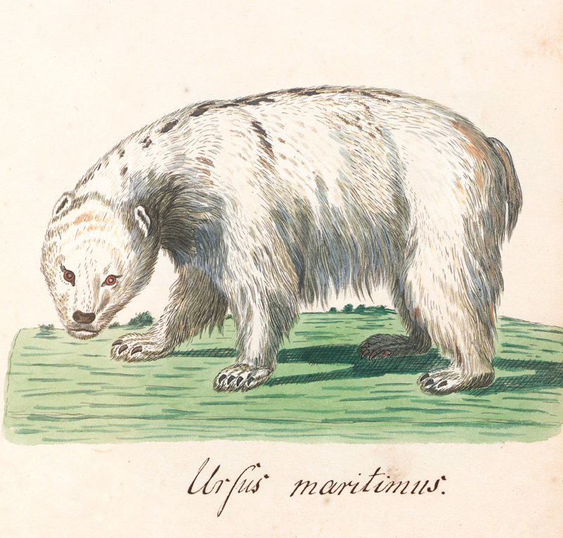 Lot 360, Auction  127, Säugetiere, Privates Zeichenbuch mit 121 kolorierten Zeichnungen auf Tafeln