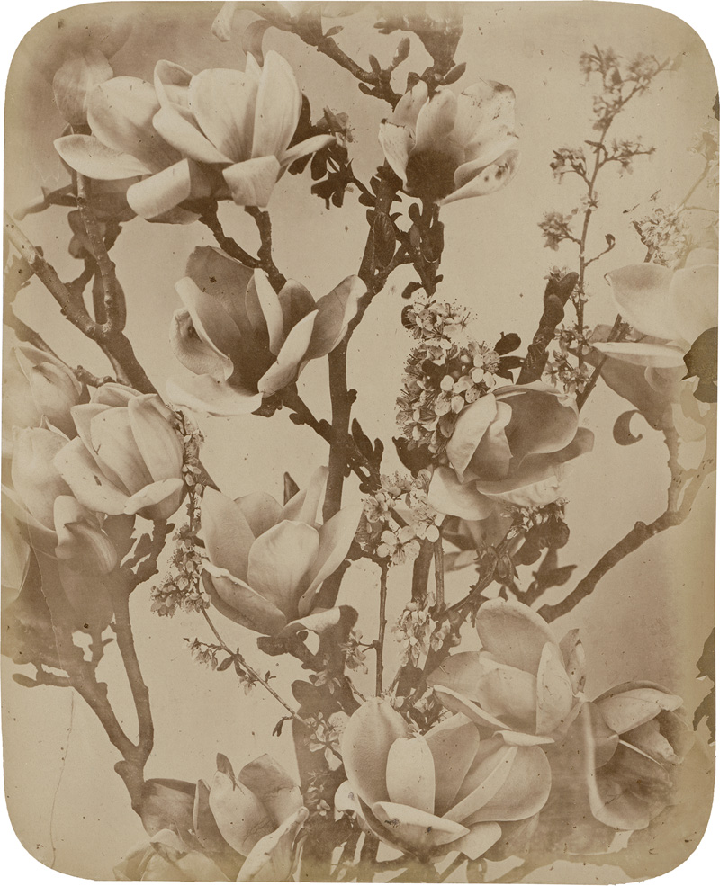 Lot 4028, Auction  127, Braun, Adolphe, Magnolia