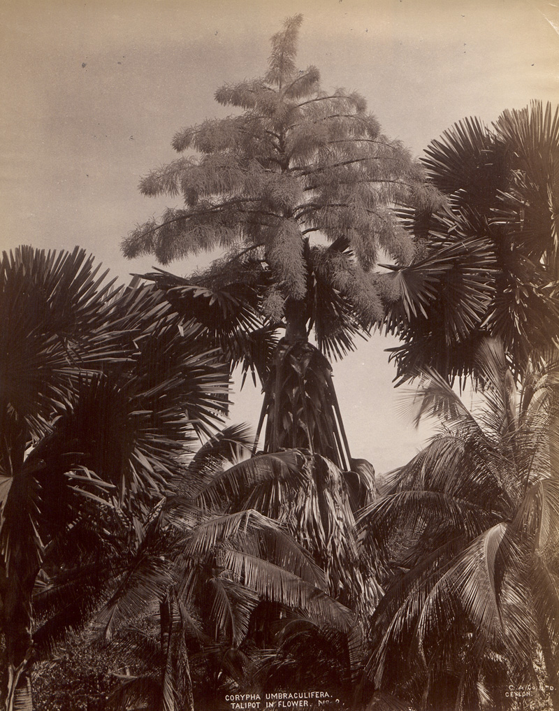 Lot 4041, Auction  127, Ceylon, Botanical studies