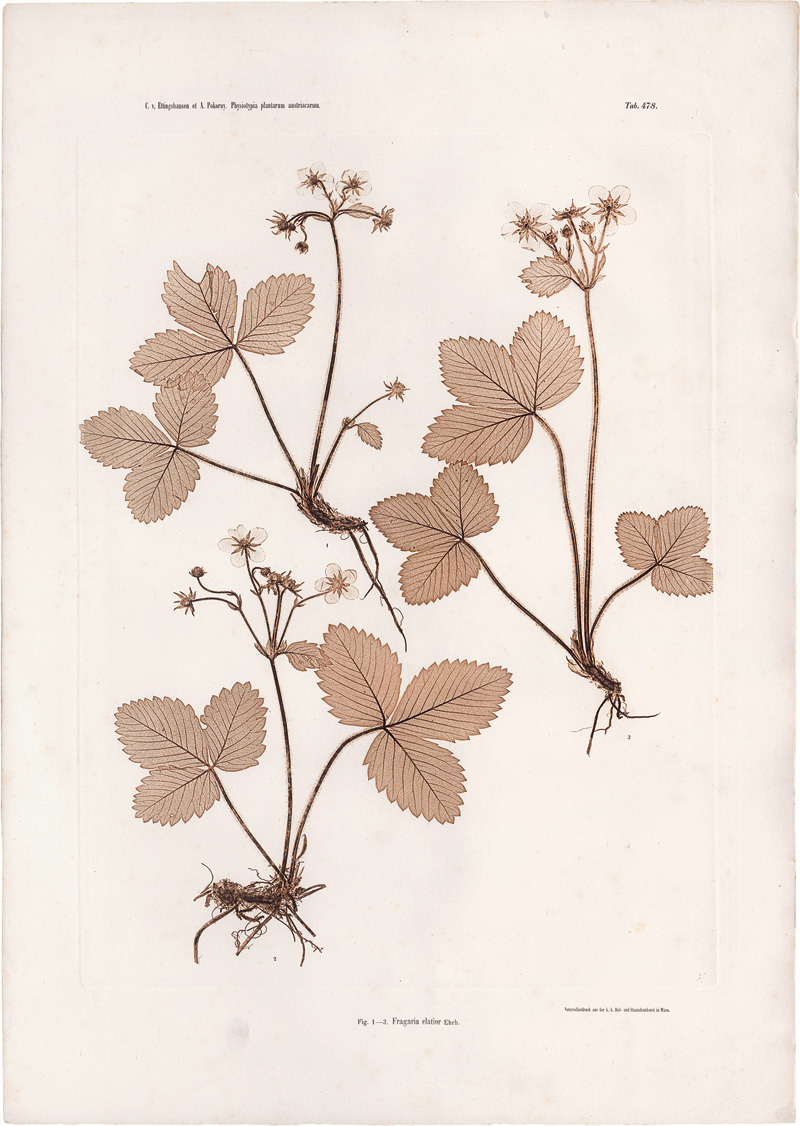 Lot 4096, Auction 127, Nature Printing, Plant studies