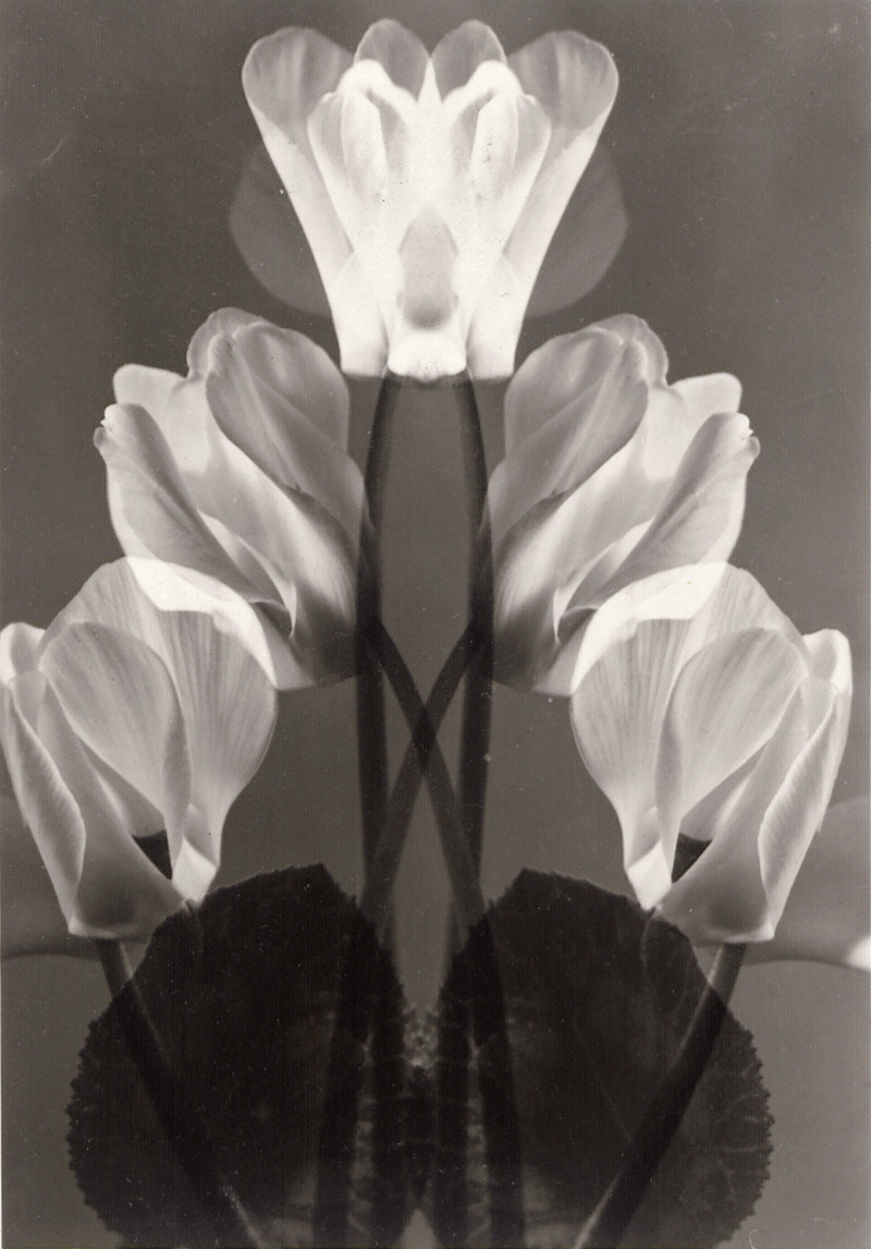 Lot 4134, Auction  127, Baur, Max, Cyclamen