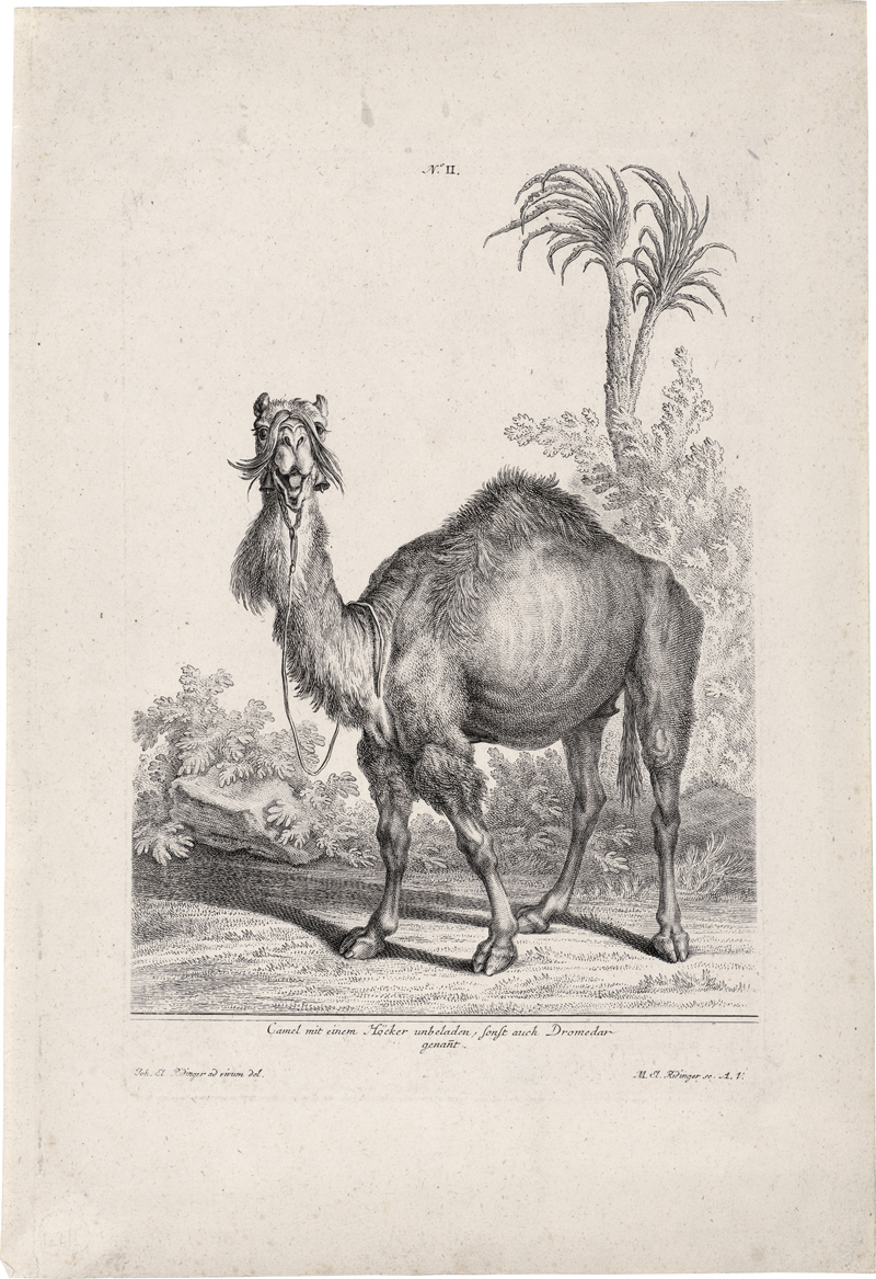 Lot 6347, Auction  127, Ridinger, Martin Elias, Camel mit einem Höcker ...; Ein Camel mit zwei Höckern ...; Kamele in ganzen u. halben Figuren; Kamele mit Becken- und Paukenschlägern