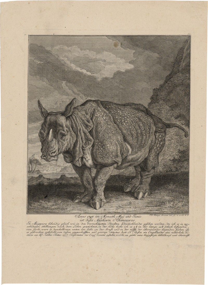 Lot 6361, Auction  127, Ridinger, Johann Elias, Rhinocerus ("Miss Clara")