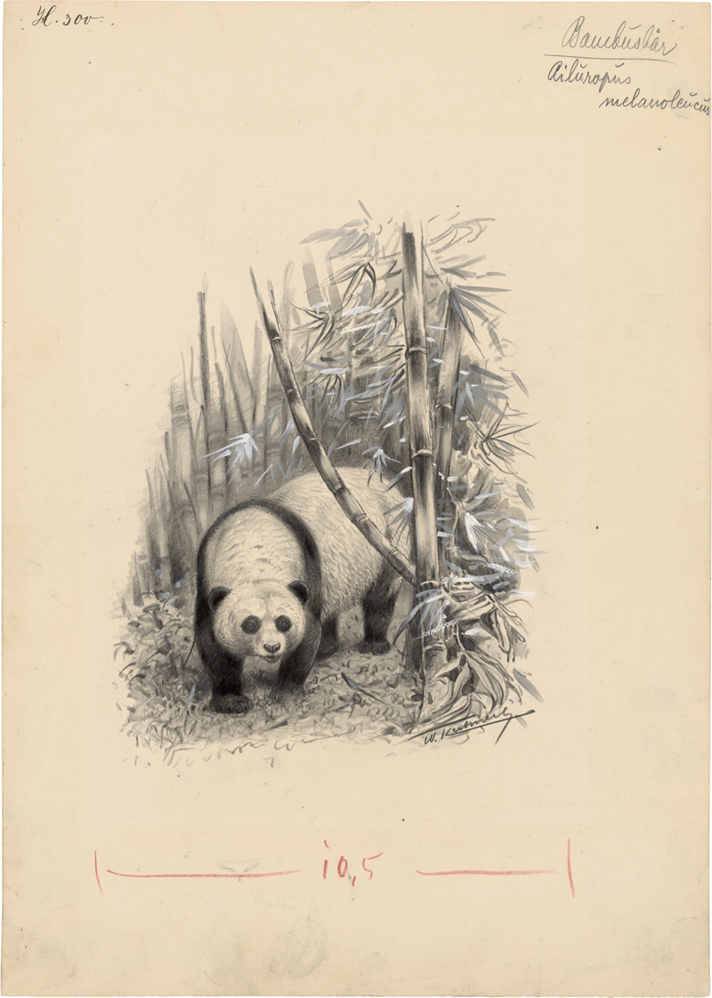 Lot 6412, Auction 127, Kuhnert, Wilhelm, Pandabär im Bambuswald