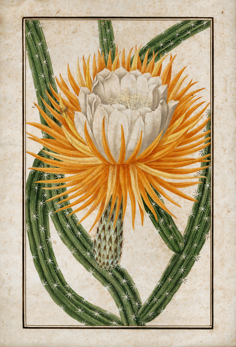 Lot 6455, Auction  127, Italienisch, 1. Hälfte 19. Jh. Blühende Königin der Nacht (Selenicereus grandiflorus); Aufgehende Feuerball-Lilie (Scadoxus multiflorus)