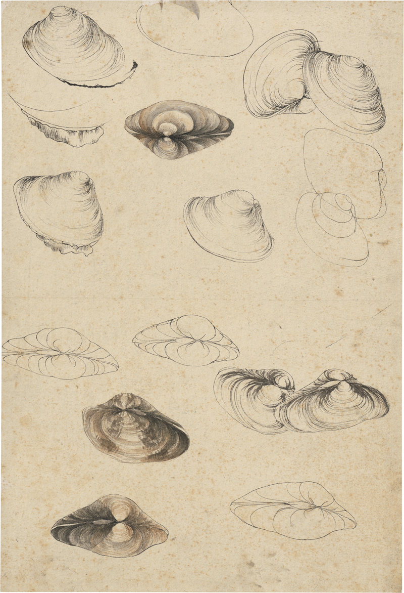 Lot 6603, Auction  127, Französisch, 19. Jh. . Studienblatt mit Venusmuscheln