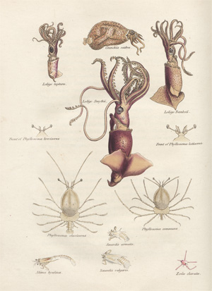Lot 23, Auction  128, Tuckey, James Kingston, Narrative of an Expedition to explore the River Zaire