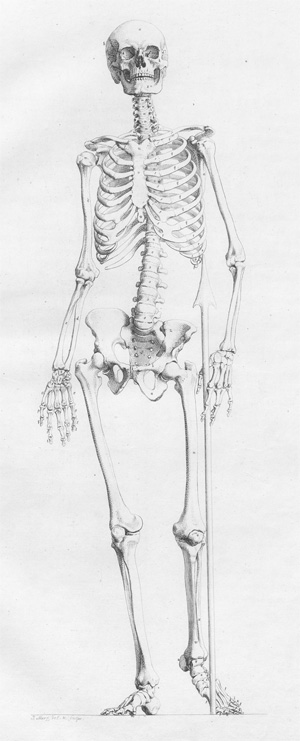 Lot 210, Auction  128, Fischer, Johann Martin, Darstellung des Knochenbaues von dem menschlichen Körper