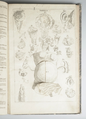 Los 219 - Hellwig, Christoph von - Anatomicum vivum Frankfurt und Leipzig, Hieronymus Philipp Ritschel, (1720).  - 5 - thumb