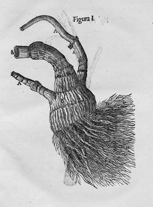 Lot 247, Auction  128, Wepfer, Johann Jakob, Cicutae Aquaticae Historia et Noxae
