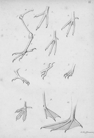Lot 271, Auction  128, Paulsen, Bartholomäus Hans Christian Ernst, Handbuch der Ornithologie