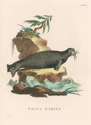 Los 278 - Allessandri, Innocente - Animali quadrupedi, 4 Bände, Venedig 1771.  - 1 - thumb